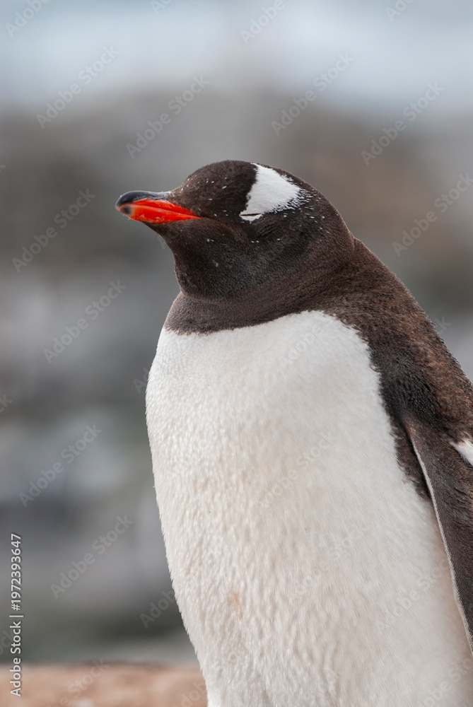 Fototapeta premium Gentoo Penguin, Pygoscelis papua, Antartica, Port Lockroy, Antartica.