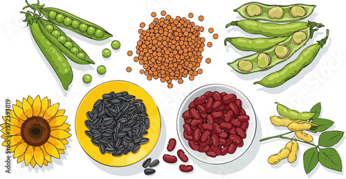 Hand drawn legume and seed collection vector, organic green peas and red kidney beans, sunflower seeds and lentils for healthy food packaging