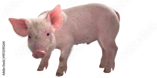 Young Pink Piglet Farm Animal Isolated on Transparent Background. 3D rendering.