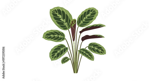 Illustration of a Potted Calathea Prayer Plant with Patterned Leaves