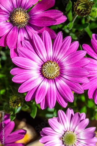 Close-up of vibrant pink an...