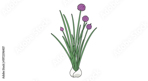 Hand Drawn Illustration of Flowering Chives Herb Plant