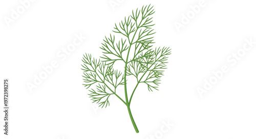 Fresh green dill herb sprig isolated on white background