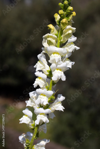 Close-up of white Snapdrago...
