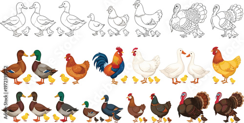 Farm poultry illustration set featuring ducks, chickens, geese, and turkeys with chicks in both line art and colorful cartoon vector styles