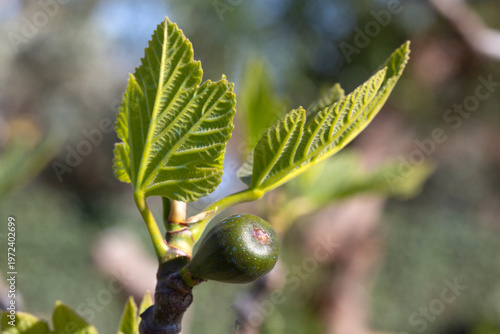 Close-up of a young green f...
