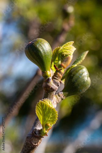Close-up of a young green f...