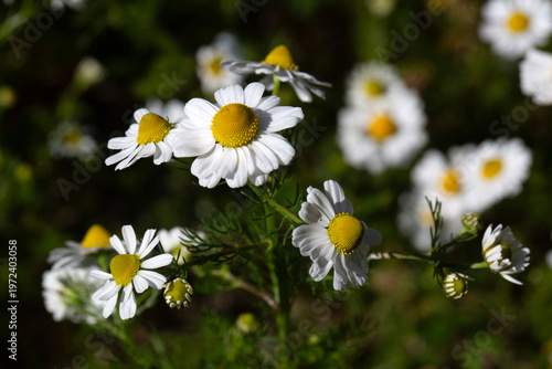 Close-up of blooming German...
