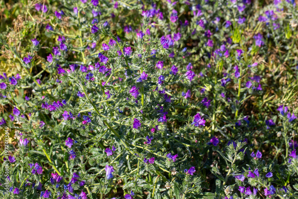 Fototapeta premium Vibrant purple flowers of Purple Viper's Bugloss (Echium plantagineum) blooming in a natural meadow.