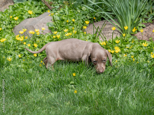 Isabella and tan mianiature dachshund puppy in the garden