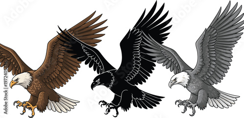 Eagle illustration set featuring realistic bald eagle in flight, black silhouette, and grayscale variations with detailed wings and powerful predator bird vector design