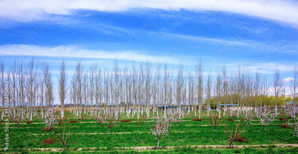 Obraz premium Fresh green field with dormant trees under wide sky