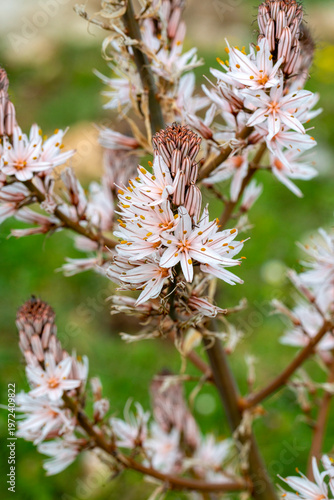Close-up of blooming Branch...