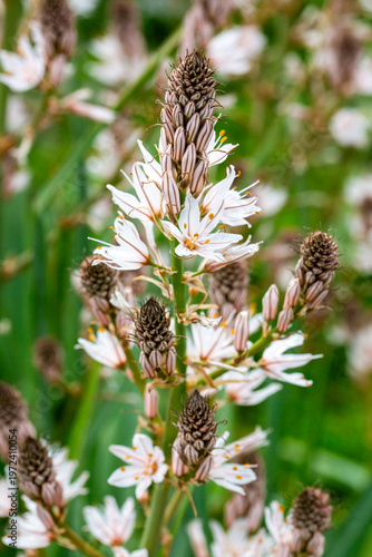 Close-up of blooming Branch...