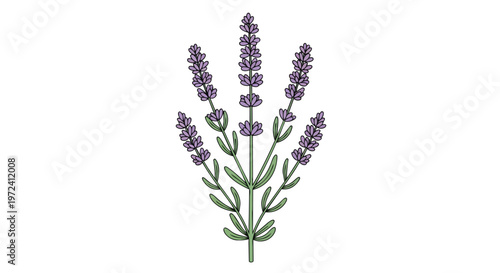 Hand Drawn Lavender Sprig Illustration on White Background