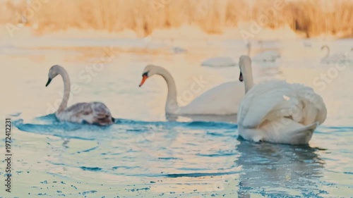 Swans on the Dniester