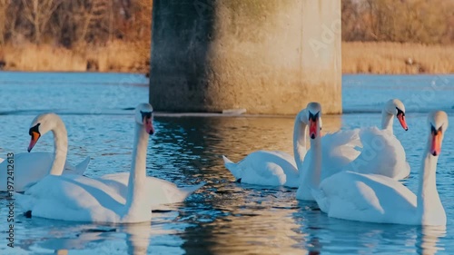 Swans on the Dniester