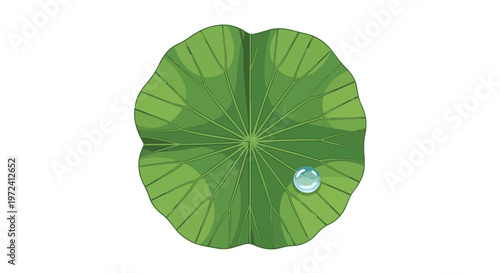 Illustration of a single green lotus leaf with a water droplet on white background