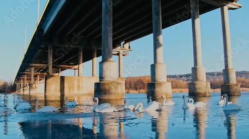Swans on the Dniester