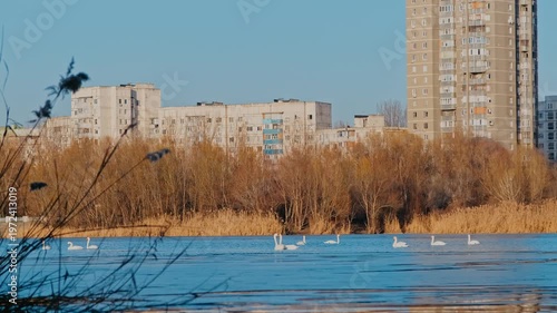 Swans on the Dniester