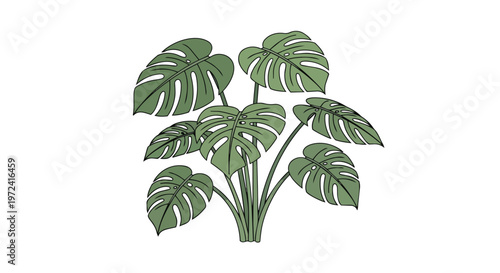 Hand Drawn Monstera Deliciosa Plant Illustration