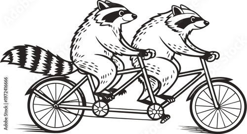 Raccoons riding tandem bicycle vintage engraving. A highly detailed black and white vintage vector illustration of two adorable raccoons riding a tandem bicycle together. Vector illustration