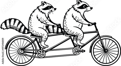 Raccoons riding tandem bicycle vintage engraving. A highly detailed black and white vintage vector illustration of two adorable raccoons riding a tandem bicycle together. Vector illustration
