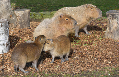 Capybaras the world's largest rodents adults and babies