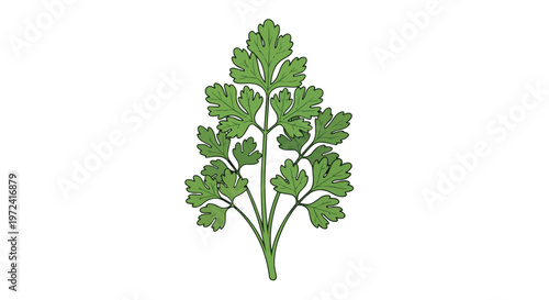 Fresh Green Parsley Herb Sprig Isolated on White Background