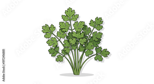 Fresh Green Parsley Herb Bunch Illustration