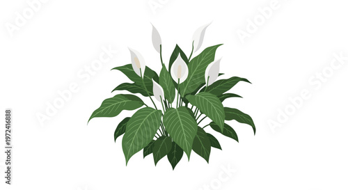 Illustration of a Potted Peace Lily Plant with White Flowers and Green Leaves