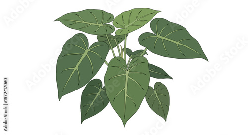 Hand Drawn Illustration of a Lush Green Philodendron Houseplant