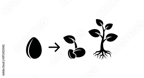 Growth Stages: Egg to Seedling to Plant with Roots