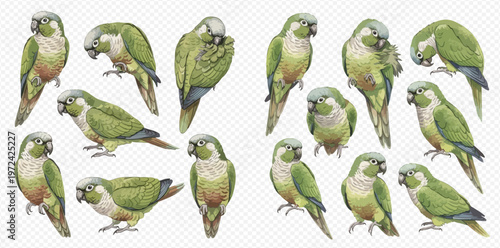 Set of green parrots in various poses, hand-drawn vector illustration on transparent background.