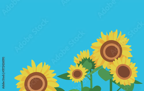 Sunflowers grow under a clear blue sky in a garden setting during the daytime