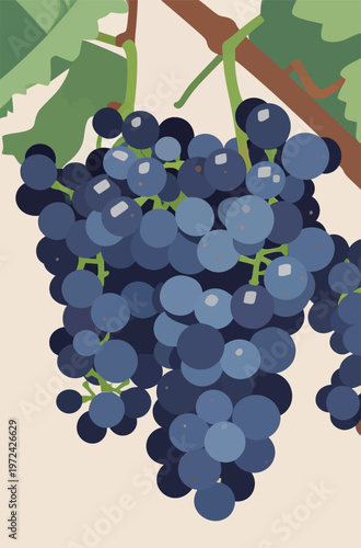 Grapes grow on a vine in a vineyard on a sunny day in early summer in a farming region