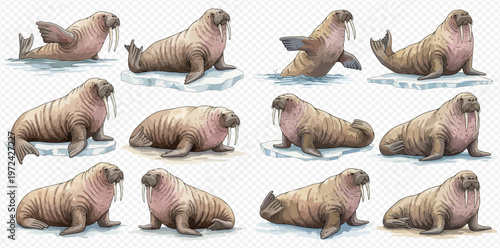 Collection of walruses in various poses, some on ice and some in water, isolated on a transparent background.