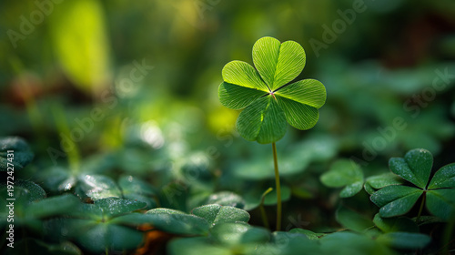A single four-leaf clover standing among green foliage