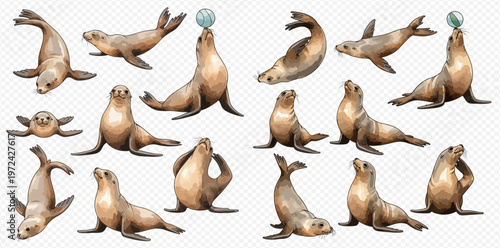 Collection of adorable sea lions in various poses, some balancing a ball, isolated on a transparent background.