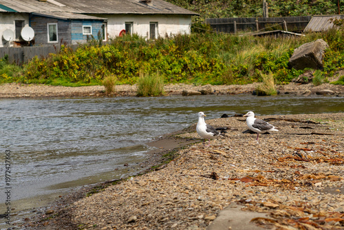 Seagulls resting near rustic settlement along shoreline