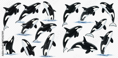 Set of Killer Whales or Orcas in Various Poses, Hand Drawn Vector Illustration.