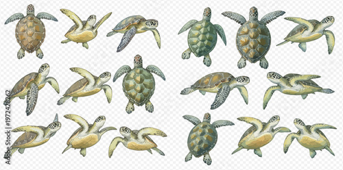 Collection of various sea turtles in different poses, showcasing their unique patterns and colors.