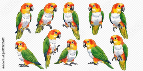 Collection of colorful parrots in various poses, hand-drawn watercolor illustration set isolated on white background.