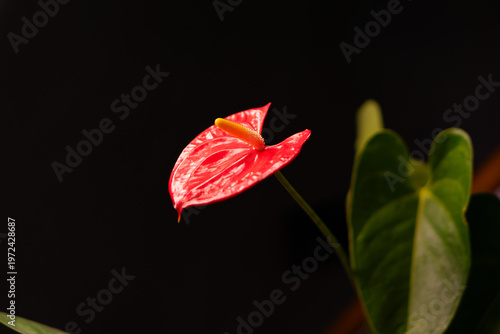 Red anthurium flower blooming on dark indoor background