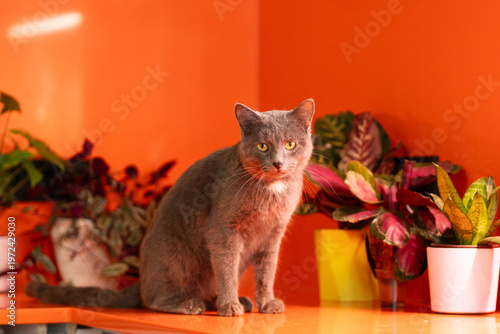 Gray domestic cat centered portrait with indoor plants