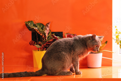 Gray domestic cat sitting near window with indoor plants