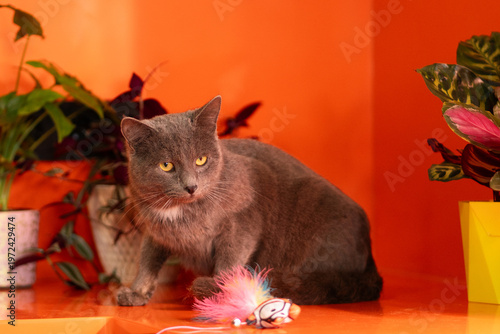 Gray domestic cat pawing colorful toy on orange surface