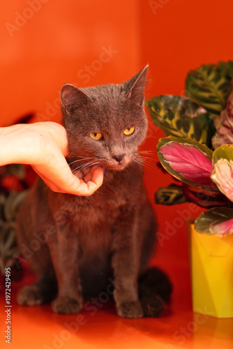 Gray domestic cat being gently scratched under chin