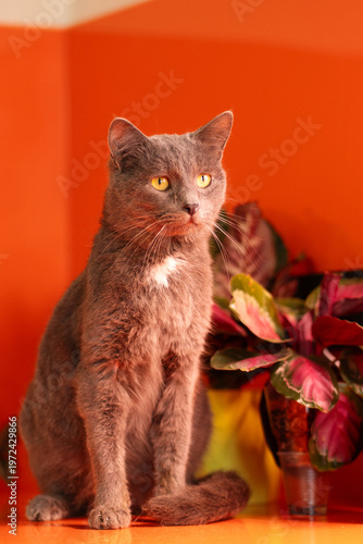 Gray domestic cat sitting upright with focused gaze