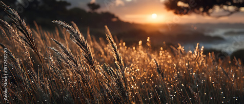 Golden Sunset over Dewy Grasses: Serene Nature Landscape for Tranquil Design